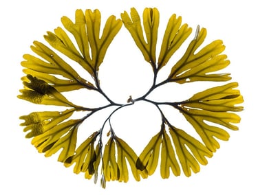 Fucus distichus