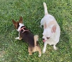 Louisiana Chihuahua male chocolate and white and female white and fawn in grass