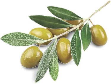 Leaf details used for label design