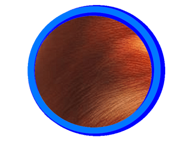 La couleur rousse du Ragdoll.