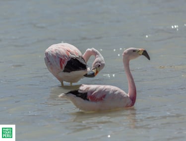 Atacama Desert & Uyuni Salt Flats Photography Tour 11 Days 
