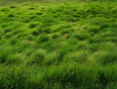 Grass Cutting Near Me