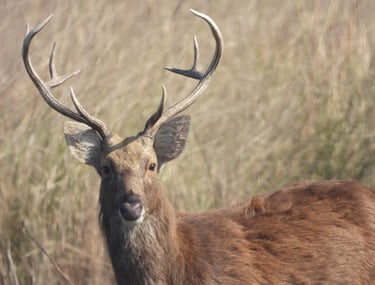 Swamp deer in Bardiya jungle