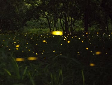 Firefly watching Puerto Princesa Palawan