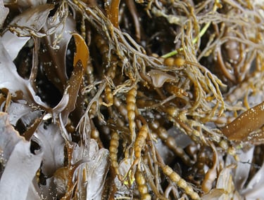 Seaweed