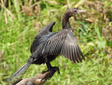 cormorant in Bardiya jungle