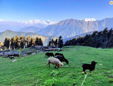 Himalayan sheep grazing in Chopta meadows, Uttarakhand Himalayas, serene alpine landscape.