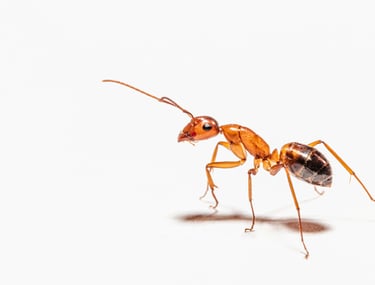 ANTS PEST CONTROL SERVICE