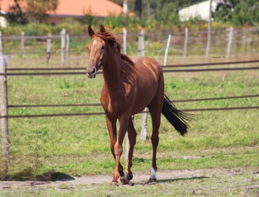 LUCKY JET AQPS à vendre