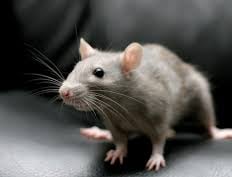 RAT PEST CONTROL SERVICE