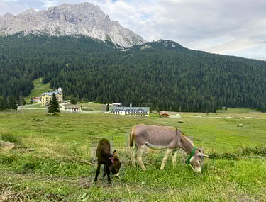Unsere Esel beim Grasen vor der Almhütte