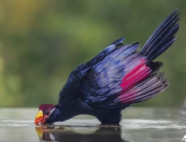 A colorful violet turaco bird with blue and pink feathers drinking water from a reflective pond.