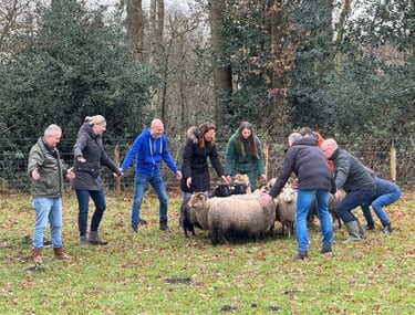Teambuilding met schapendrijven
