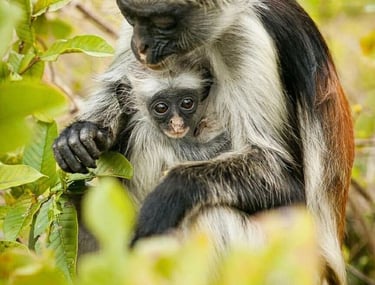 Zanzibar red colobus monkey carrying its baby in Jozani Forest during a wildlife tour
