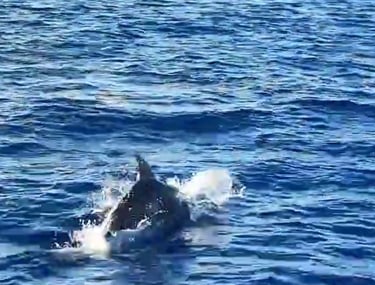 Dolphins Paxos Corfu Villa Olivia Pentati