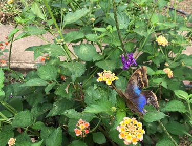 jardines para polinizadores