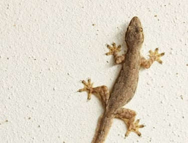 LIZARD PEST CONTROL SERVICE