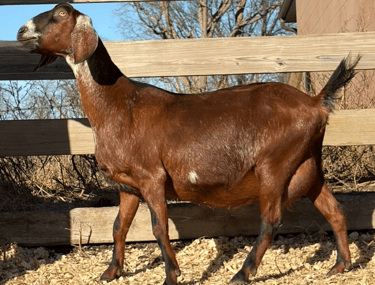 Brown goat with many white spots 
