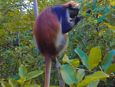 Tourist taking a photo of a Zanzibar red colobus monkey in Jozani Forest during a wildlife tour