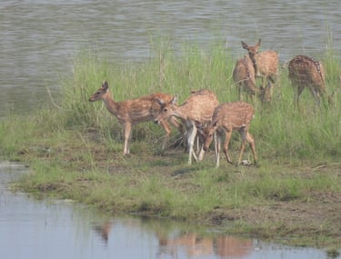 spotted deers near mohana river