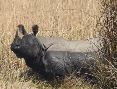 rhino after a mud bath in bardiya park