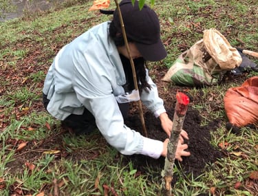 siembra de arboles nativos