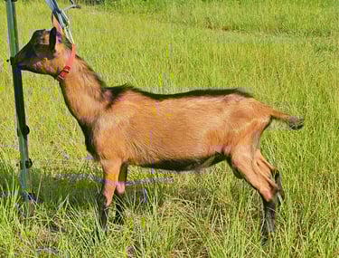 Young Oberhasli buck standing square in the sunlight with coat shining