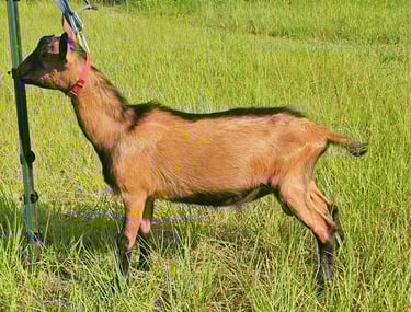 Young Oberhasli buck standing square in the sunlight with coat shining