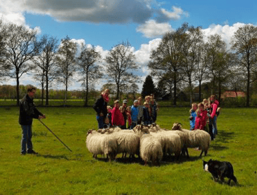 Actieve heidag met schapendrijven