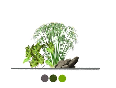 jardín con papiros y alocacias