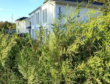 Häckplantering åkersberga