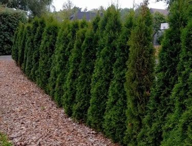 Häckplantering täby