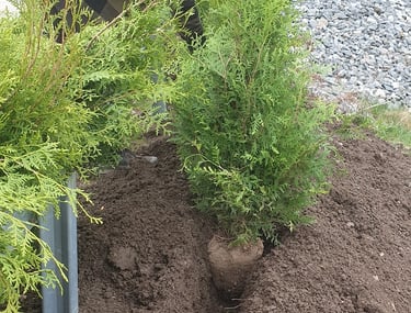 Häckplantering stockholm