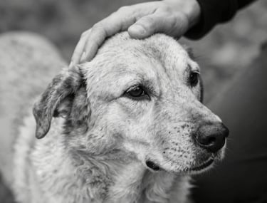 A calm, comforting scene of a pet owner holding their dog gently in a cozy living room.