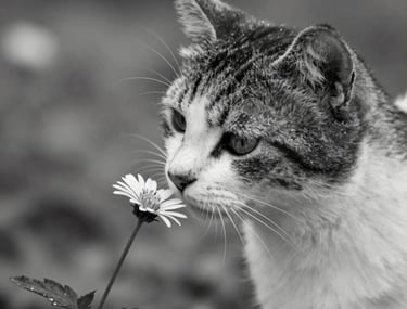 A caring veterinarian softly comforting a cat while sitting beside its owner on a couch.