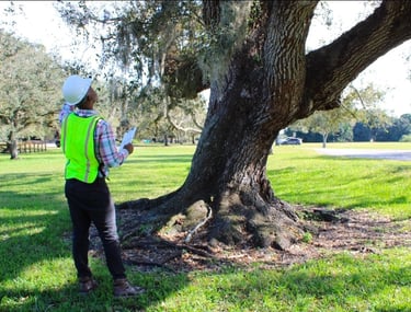 Professional arborist in a safety vest inspecting a large oak tree for health and maintenance.