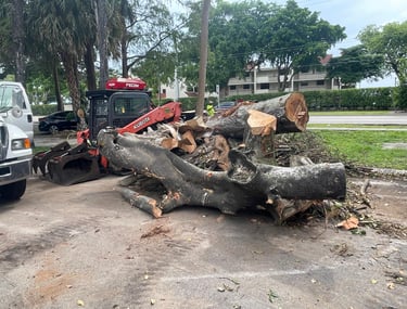 A red Kubota skid steer loader clearing a large pile of cut tree logs and branches on a paved lot.