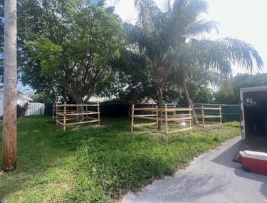 Tree protection barricades installed around large palm and deciduous trees in a grassy lawn area.
