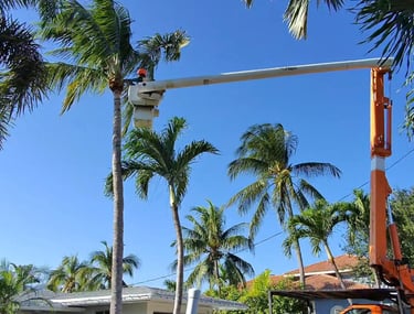 Professional tree service worker in a bucket truck trimming tall palm trees on a sunny day.