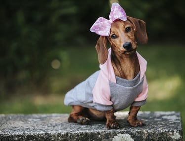 Cachorro salchicha marrón, con una sudadera rosa y gris, con un moño.