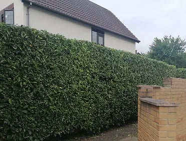 garden hedge