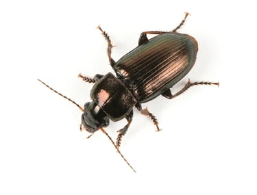 BROWN BETTEL PEST CONTROL SERVICE