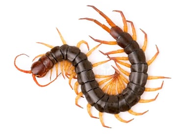CENTIPEDE PEST CONTROL SERVICE