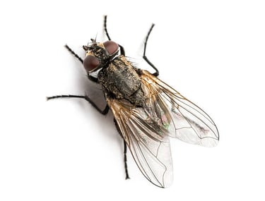 FLIES PEST CONTROL SERVICE