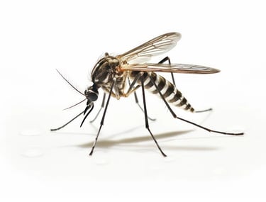 MOSQUITO PEST CONTROL SERVICE