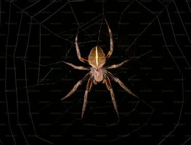 SPIDER PEST CONTROL SERVICE