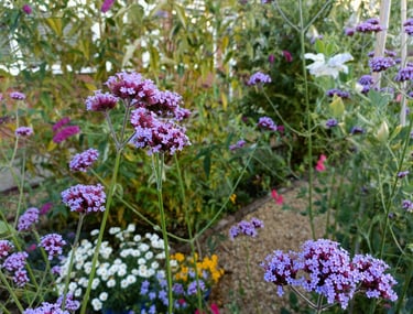 Image outside The Eden Holistic Health Studio, summer flowers set a scene of tranquillity.