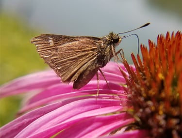 Horace's Duskywing on a purple coneflower