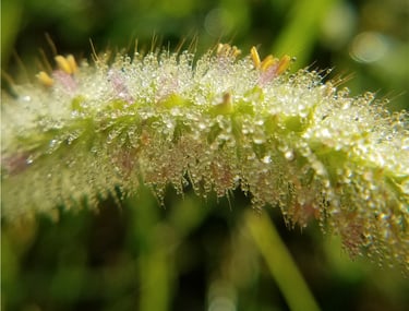 Grass with morning dew