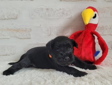 Chiot Schnauzer et son perroquet